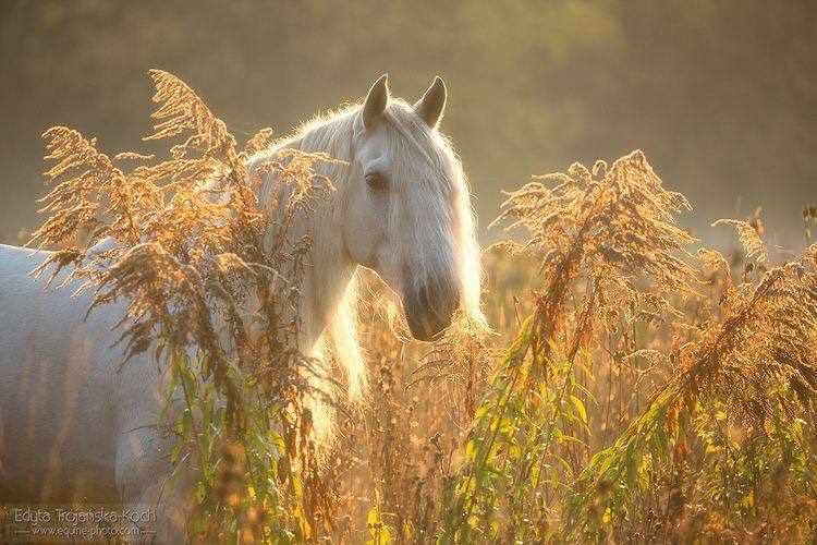 Andalusian Stallion, Naranjito